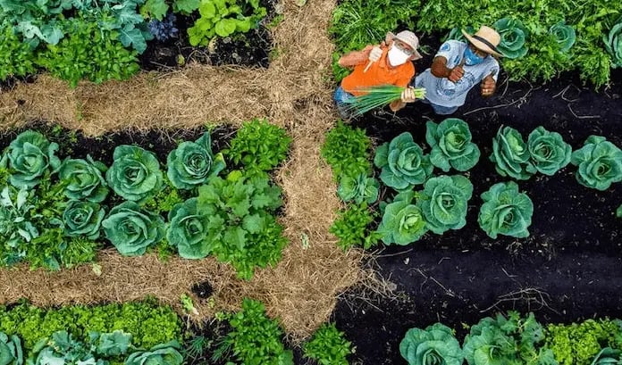 Building a collaborative platform to transform Brazil’s food systems