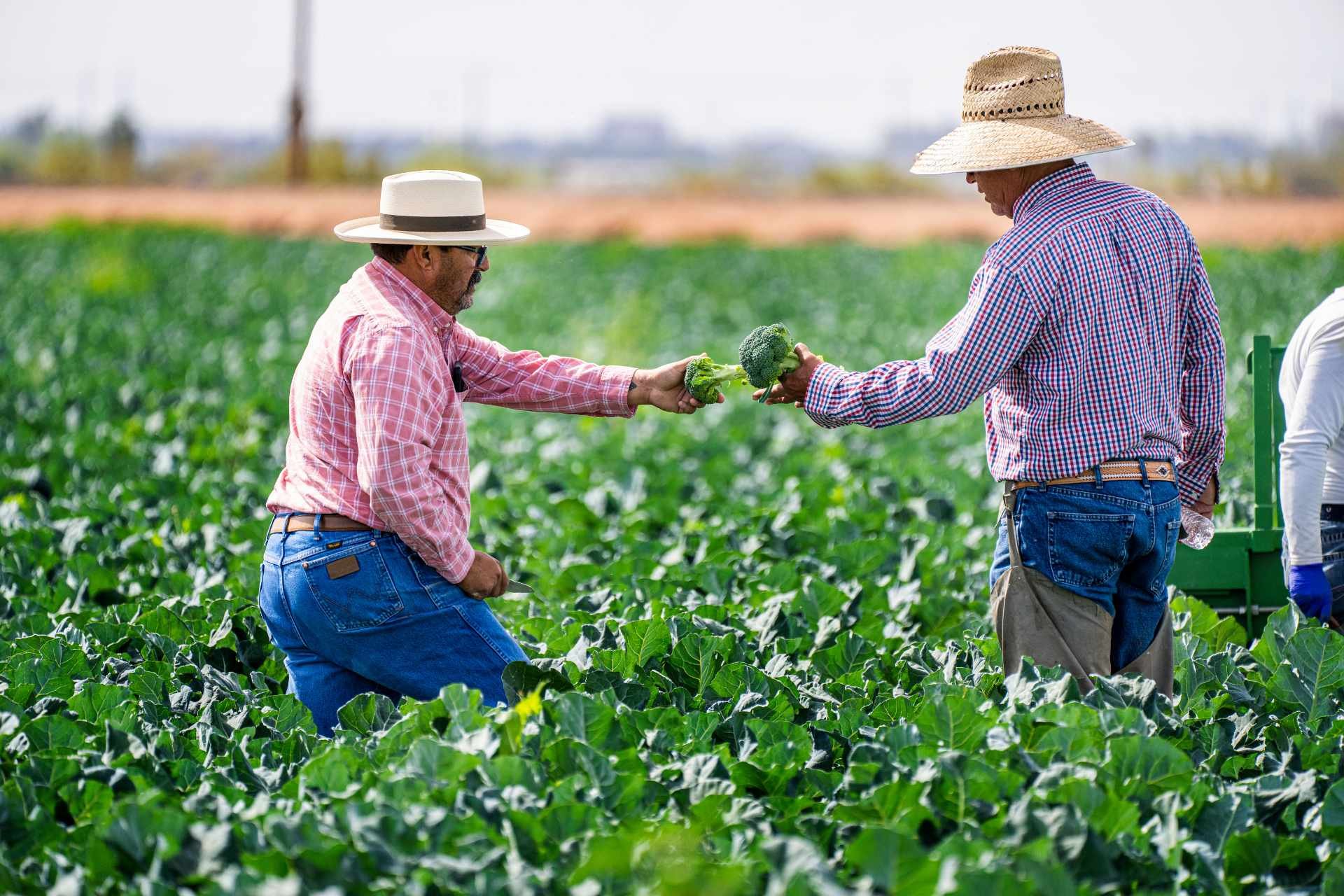 Food systems landing page