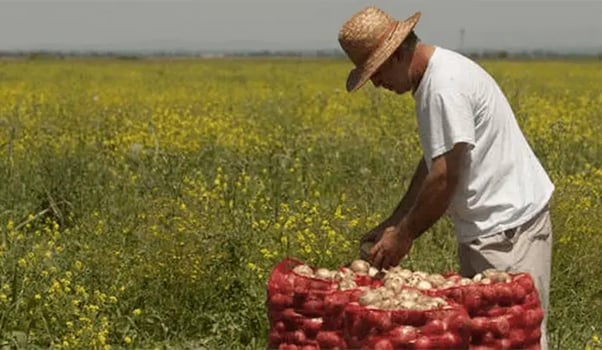 Engaging Smallholder Farmers in Global Food Supply Chains