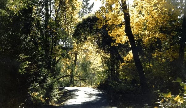 Possible futures for the forests of Eastern Victoria